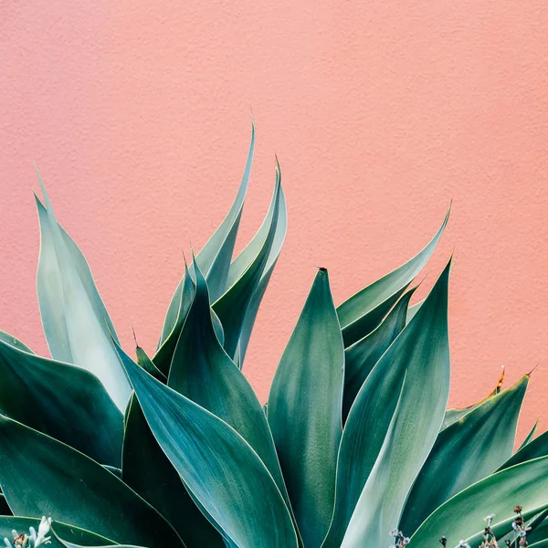 Planten Roze Mode Concept Groen Roze Muur Achtergrond Minimale Ifs — Stockfoto