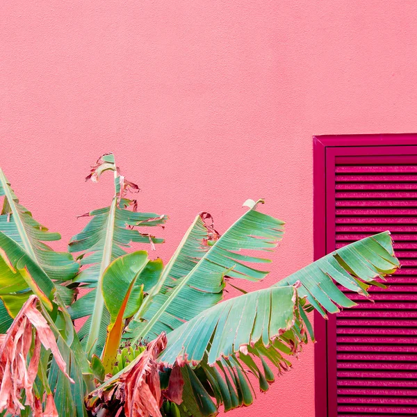 Plantes Sur Concept Mode Rose Tropical Palm Sur Fond Mur — Photo