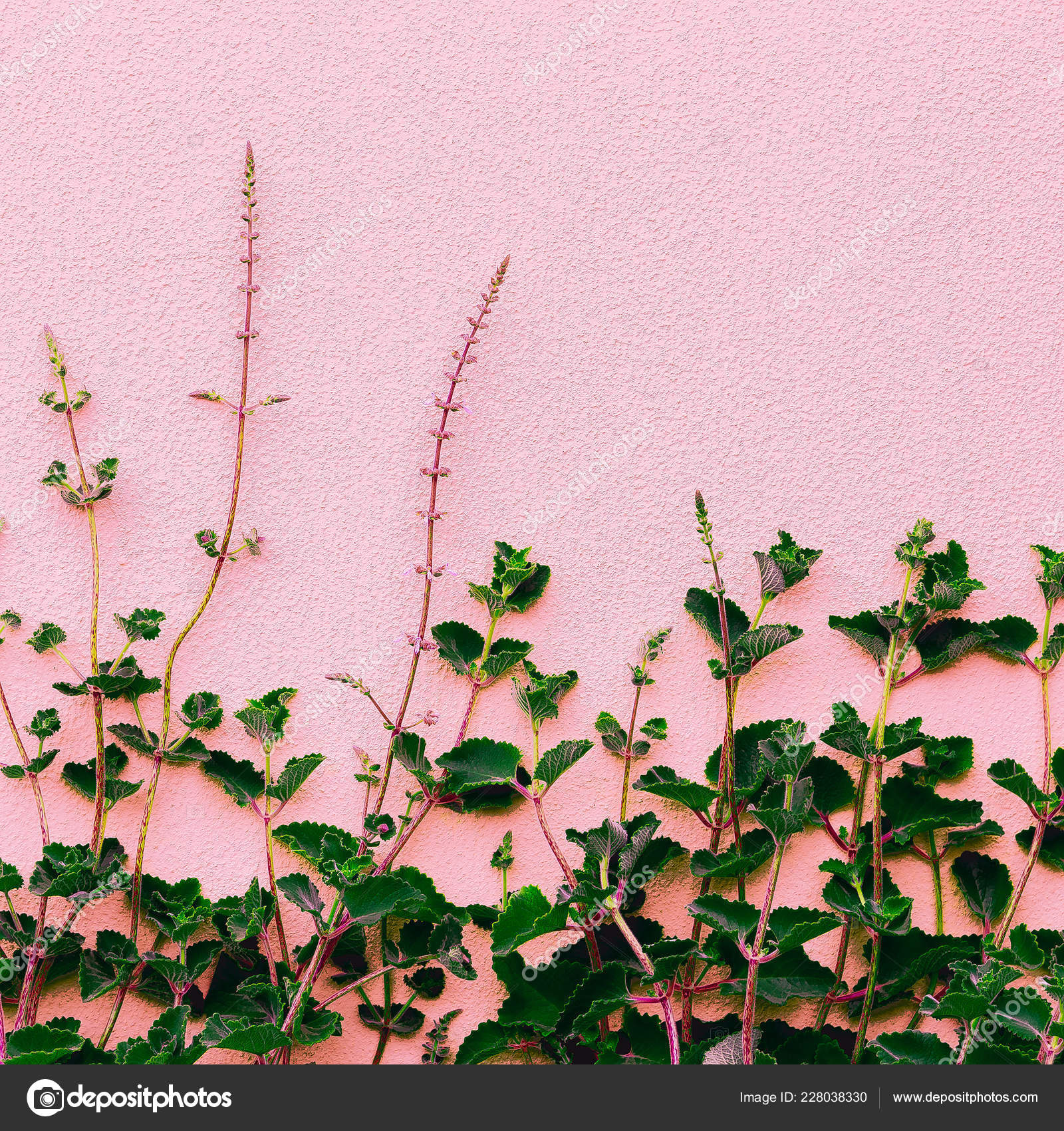 Plants Pink Concept Green Pink Wall Stock Photo by ©Porechenskaya 228038330