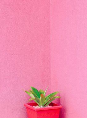 Bitki pembe yaratıcı kavramı üzerinde. Aloe pembe duvar arka plan üzerinde bir tencerede.