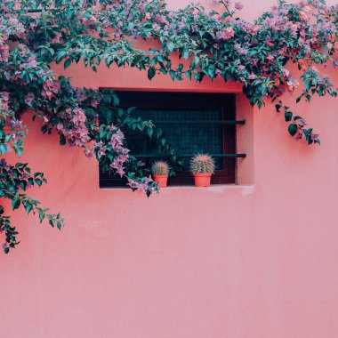 Bitki pembe yaratıcı kavramı pembe duvar arka plan üzerinde bir tencerede kaktüsler üzerinde. Kanarya Adası
