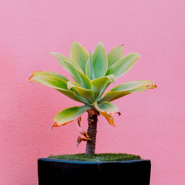 Bitkiler üzerinde pembe pembe duvar arka plan üzerinde Mini Palm bir fikir. En az bitki sanat