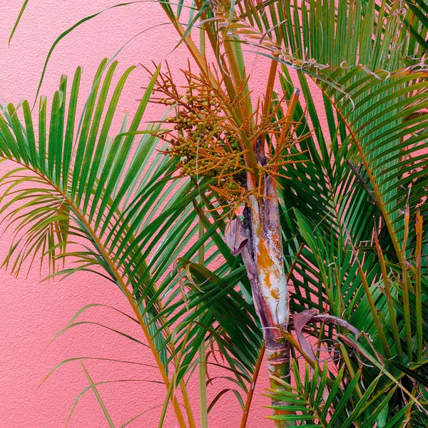 ピンクの概念上の植物 ピンクの壁の背景にパームします — ストック写真