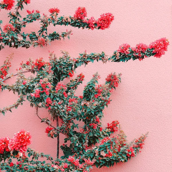 Bitki Pembe Yaratıcı Kavramı Üzerinde Çiçek Pembe Duvar Arka Plan — Stok fotoğraf