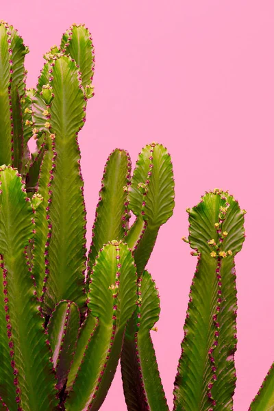 Pflanzen Auf Rosa Konzept Kaktus Auf Rosa Wandhintergrund Minimale Kunst — Stockfoto