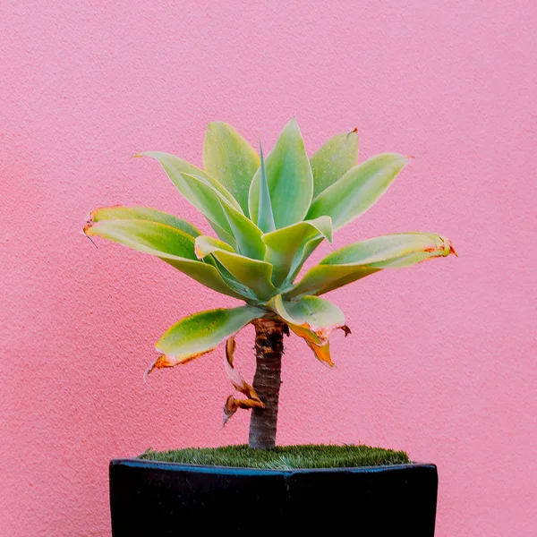 ピンクの壁の背景にピンクのアイデア ミニ手のひら上の植物 最小限の植物アート — ストック写真