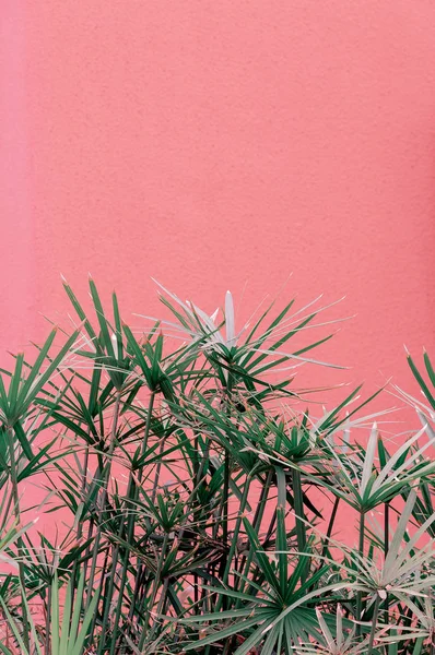 Planten Roze Concept Tropische Groen Roze Muur Achtergrond Minimale Plant — Stockfoto