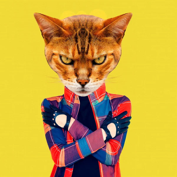 最小的当代拼贴艺术 时尚的嬉皮士猫 — 图库照片