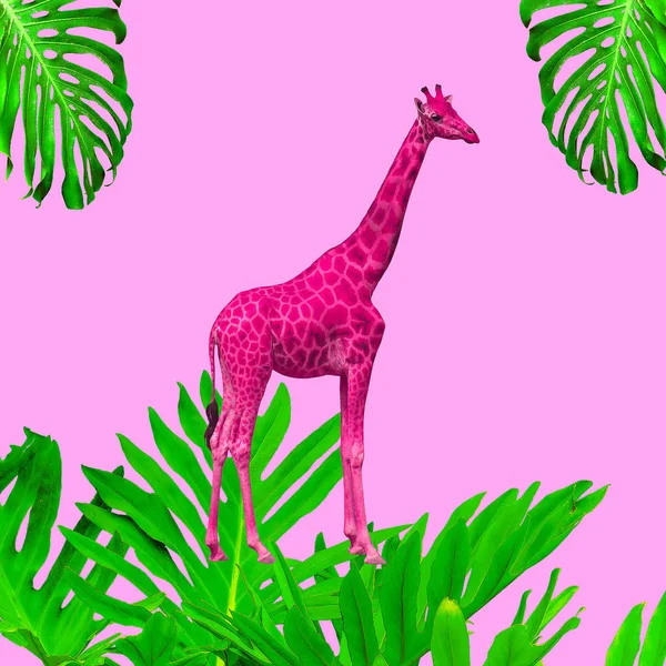 Düzeyde Çağdaş Kolaj Sanat Moda Zürafa Bitkiler Üzerinde Pembe Kavramı — Stok fotoğraf