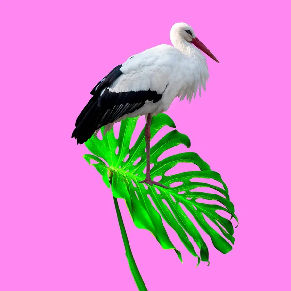 Düzeyde Çağdaş Kolaj Sanat Heron Bitkiler Üzerinde Pembe Moda — Stok fotoğraf