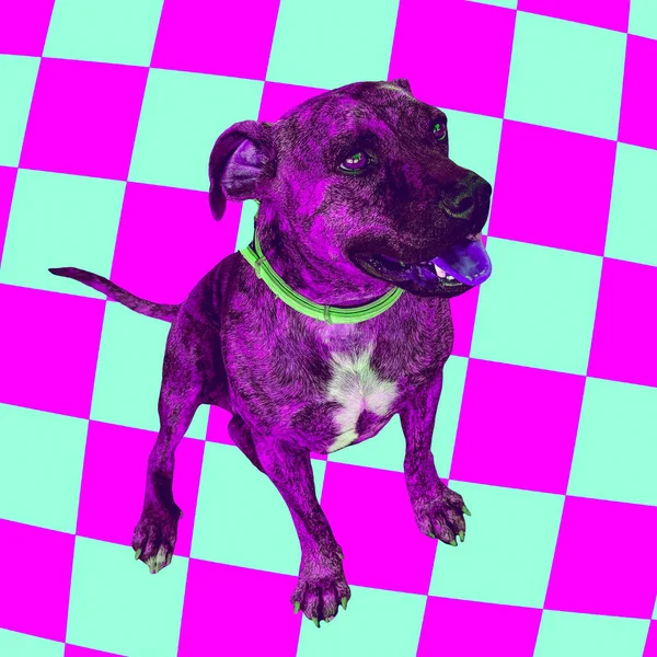 Minimale Zeitgenössische Collage Kunst Mode Lila Hund Bunte Spaßkunst — Stockfoto