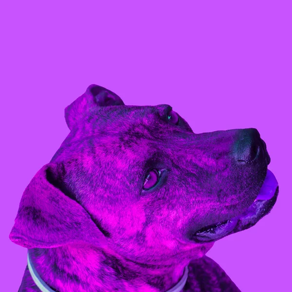 Minimalne Collage Współczesnej Sztuki Fioletowy Pies Życie Jest Kolorowy Koncepcja — Zdjęcie stockowe