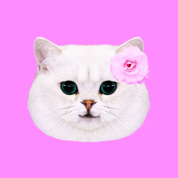 当代艺术拼贴画 可爱的白色小猫女性可爱的概念 — 图库照片