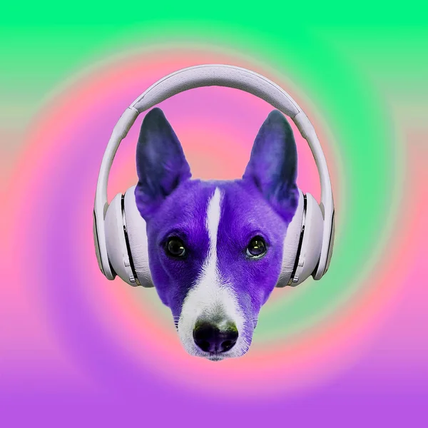 Contemporary Art Collage Music Concept Dog Colorful Party Vibes — Stock Photo, Image