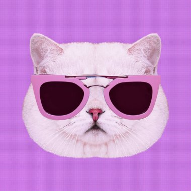 Çağdaş sanat kolaj. Beyaz cazibe pisi, şık güneş gözlüğü