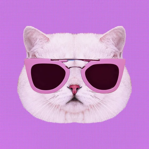 Collage Arte Contemporáneo Glamor Gatito Blanco Gafas Sol Con Estilo — Foto de Stock