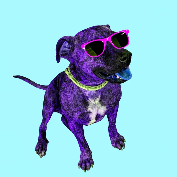 Collage Zeitgenössischer Kunst Hund Mit Sonnenbrille Farbkunst — Stockfoto