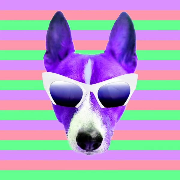 Contemporary art collage.  Dog in stylish sunglasses. Minimal fun art