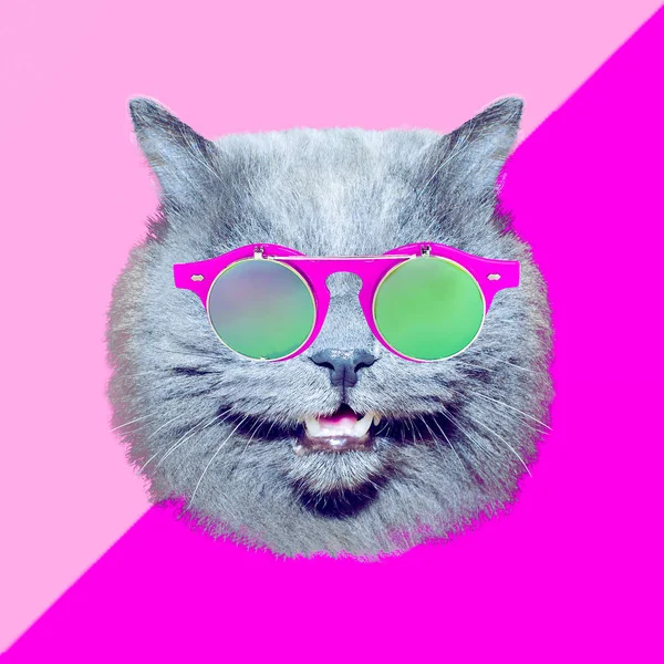 Koláž Současného Umění Kočka Stylových Starých Slunečních Brýlích Minimální Zábavné — Stock fotografie