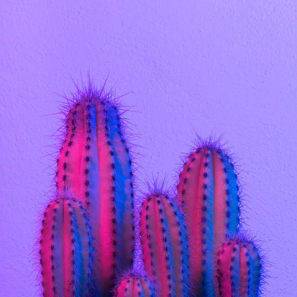 Neon Cactus Cactus Lover Cactus Fashion Idea — Stock Photo, Image