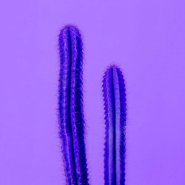 Fashion Violet Neon Cactus Cactus Minimal Design Cactus Lover Concept — Stock Photo, Image