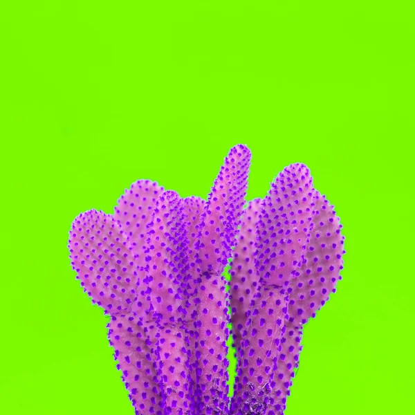 Cactus Créatif Violet Art Mode Minime — Photo