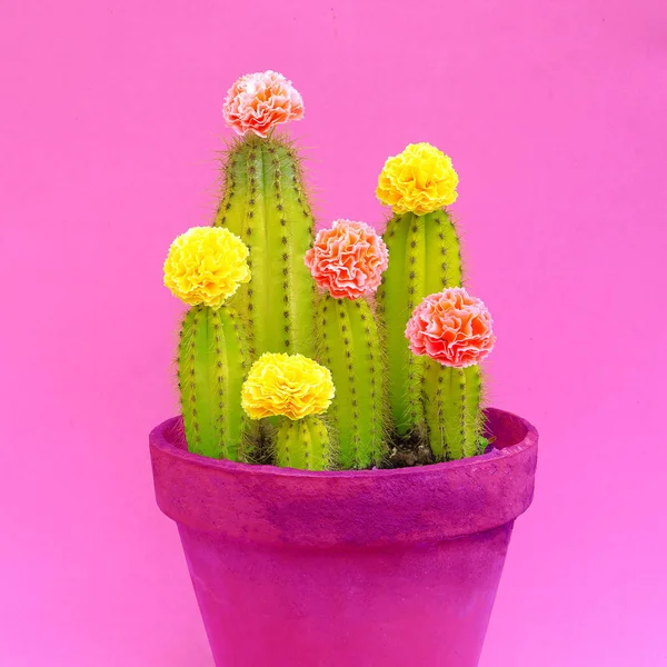 Cactus Ingericht Rozen Minimale Concept Art — Stockfoto