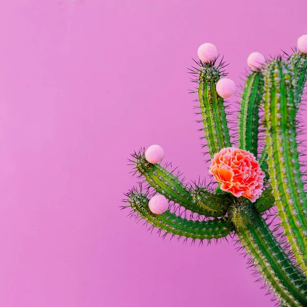 Cactus Och Rosor Kreativ Inredning Minimal Fashion Cactus Älskare Konceptet — Stockfoto