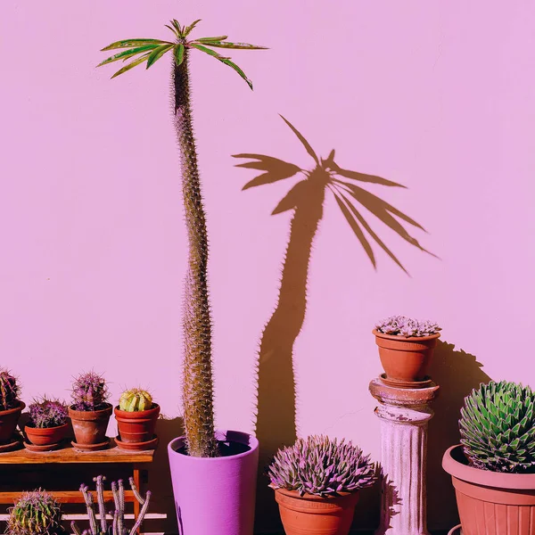 Stílusos Növények Rózsaszín Fogalom Kaktuszok Pálma Fák Rózsaszín Bac — Stock Fotó