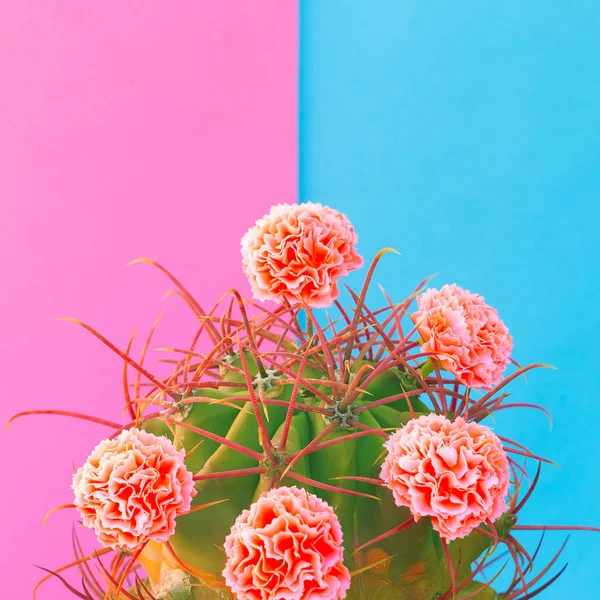 Kaktusz Rózsa Díszítéssel Kaktusz Szerető Minimális Koncepció — Stock Fotó