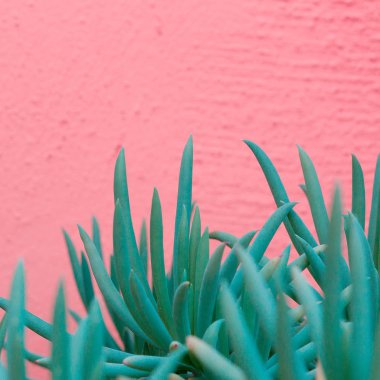 Bitkiler üzerinde pembe moda kavramı sanat. Aloe kaktüs pembe duvarda yeşil