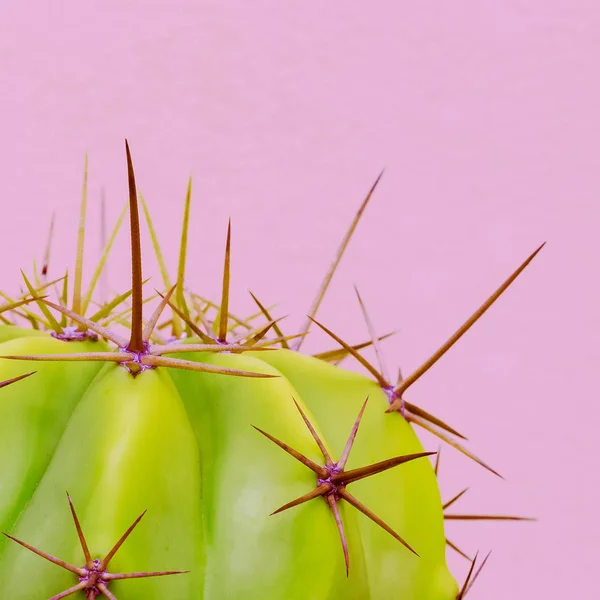 Cactus minimal plants on pink concept