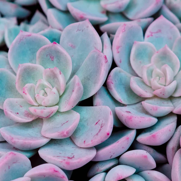 Planta Close Textura Flor Cacto Conceito Amante Plantas — Fotografia de Stock