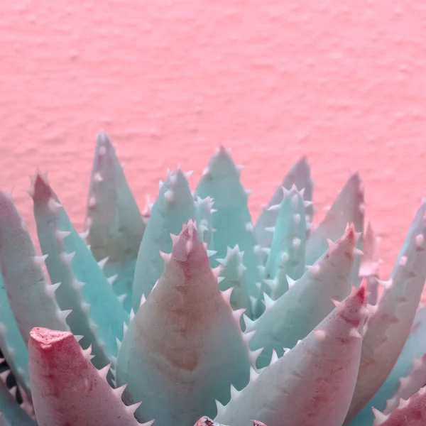Pflanzen Auf Rosa Aloe Auf Rosa Wand — Stockfoto