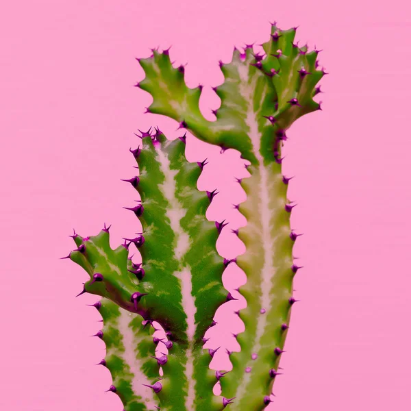 Cactus Sobre Fondo Rosa Plantas Concepto Moda Rosa — Foto de Stock