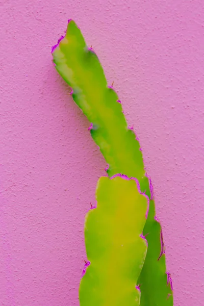 Cactus Minimale Sfondo Rosa Piante Concetto Moda Rosa — Foto Stock