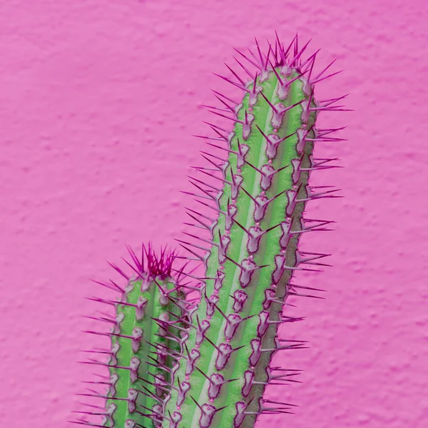 Cactus Colores Sobre Fondo Rosa Plantas Moda Rosa Concepto Mínimo — Foto de Stock