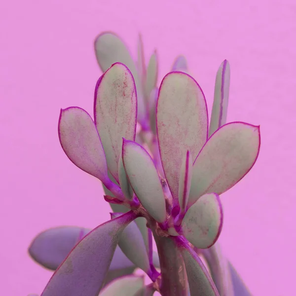 Pflanzen Auf Rosa Mode Konzeptkunst Aloe Kaktus Grün Auf Rosa — Stockfoto