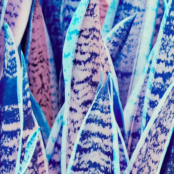Kleurrijke Blad Textuur Plant Minnaar Concept — Stockfoto