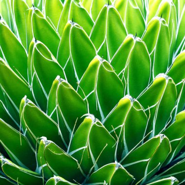 Yeşil bitkiler arka plan. Kaktüs. Kaktüs sevgilisi kavramı