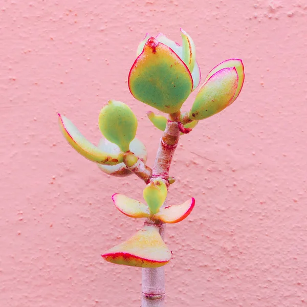 Плантации Розовое Концептуальное Искусство Алоэ Кактус Зеленый Розовой Стене Тенденция — стоковое фото