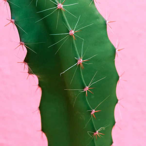 Κάκτο Πράσινο Ροζ Τοίχο Φυτά Για Ροζ Τέχνη Έννοια — Φωτογραφία Αρχείου