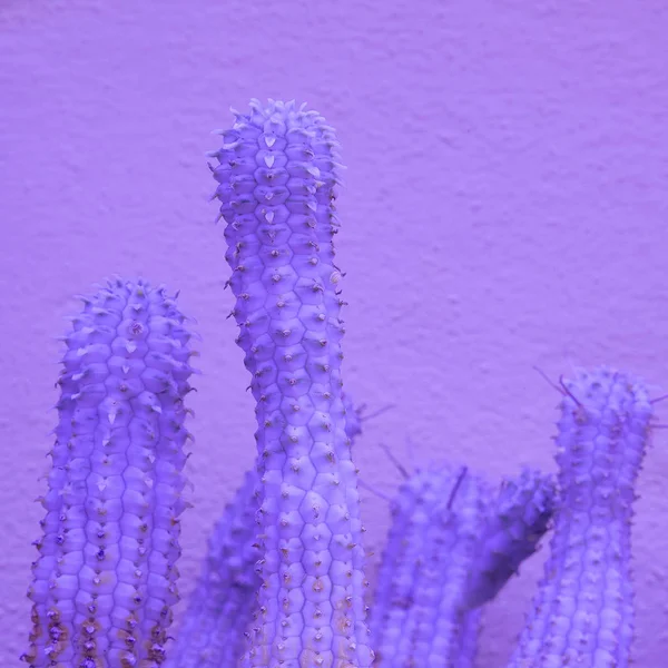 Cactus Violette Kleuren Ontwerp Trend Minimale Mode Plant Concept — Stockfoto