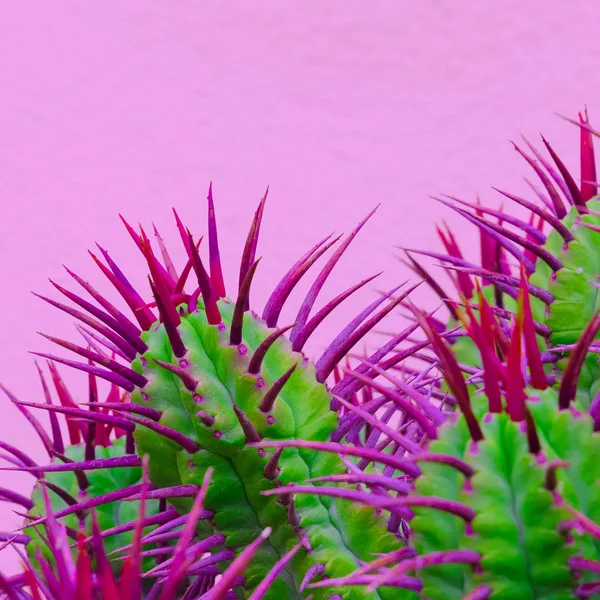 Cactus Ryggar Rosa Vägg Rosa Färger Design Trend — Stockfoto