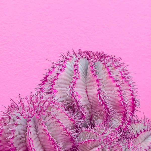 Рожевий Кактус Рожевій Стіні Рослини Рожевій Стильній Концепції Ідея Кольорів — стокове фото