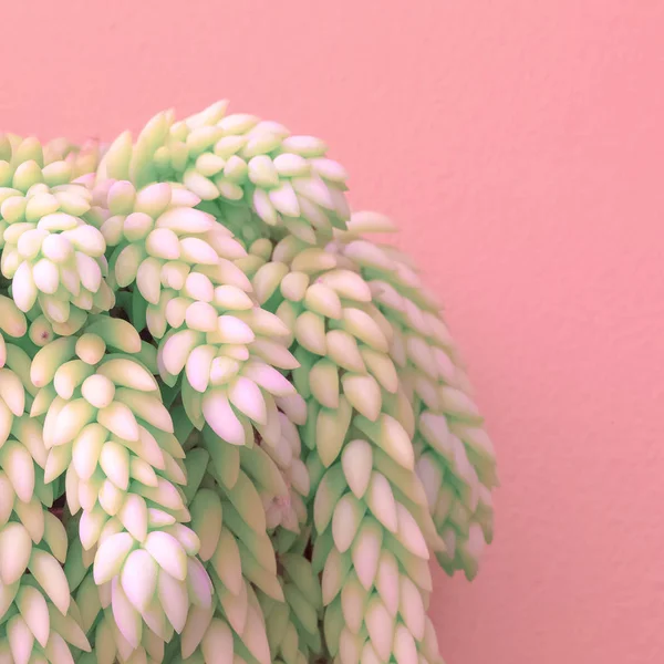 Φυτά Για Την Έννοια Της Ροζ Μόδας Κάκτος Ροζ Τοίχο — Φωτογραφία Αρχείου