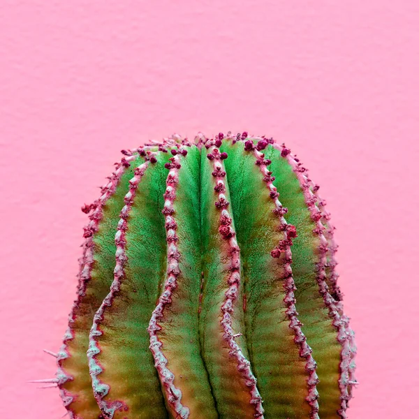 Plantas Concepto Moda Rosa Cactus Pared Rosa —  Fotos de Stock