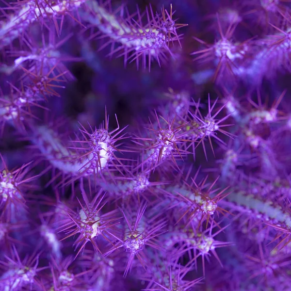 Фиолетовый Кактус Концепция Любителя Кактусов — стоковое фото