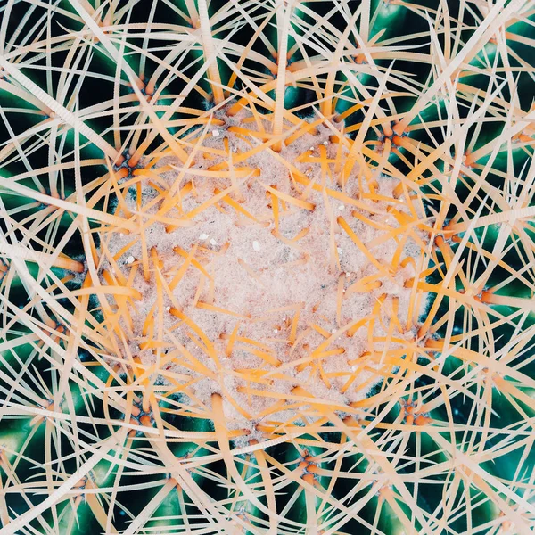 Nahaufnahme Mit Kakteen Textur Kaktus Liebhaber Mode Kreatives Konzept — Stockfoto
