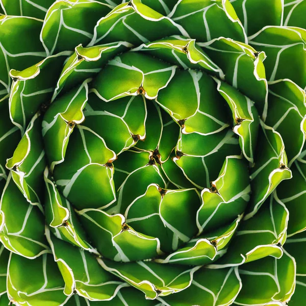 Cactus Texture Closeup Green Creative Colours Design — Stock Photo, Image